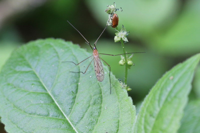 Crane fly